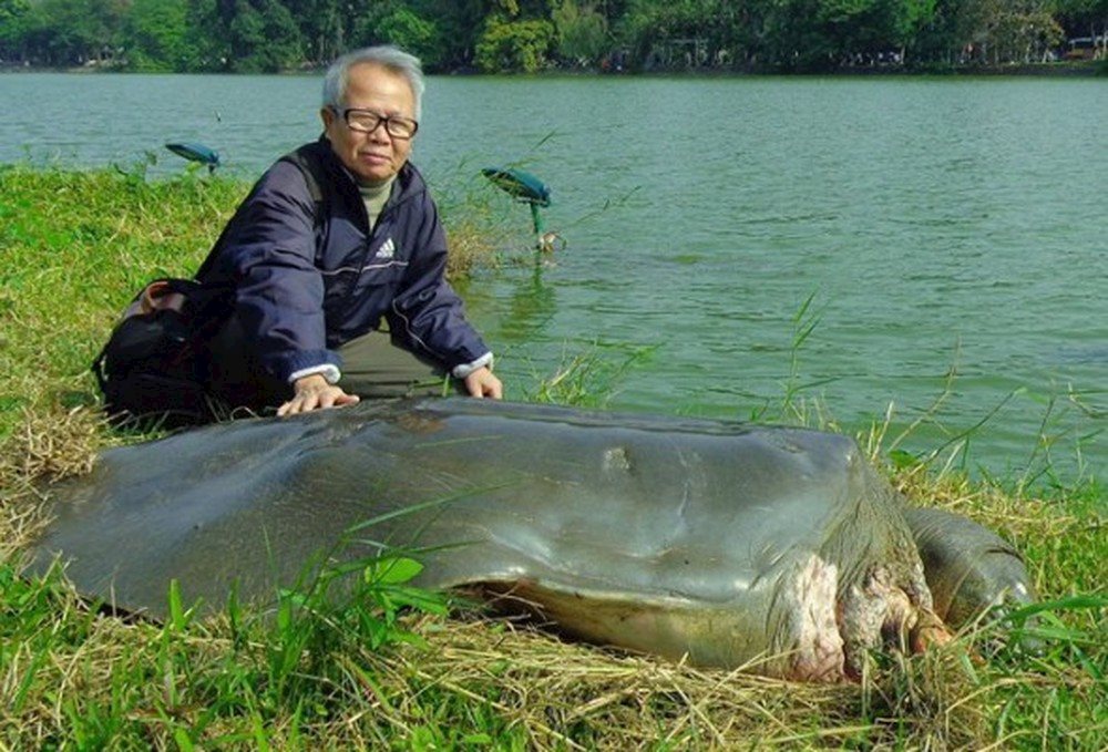 Rùa[-]Hoàn[-]Kiếm[-]vẫn[-]chưa[-]tuyệt[-]chủng?